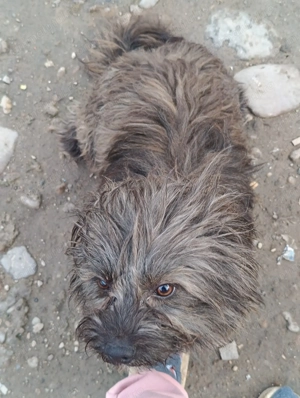 Yorkshire băiat 1 an - imagine 2