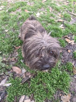 Yorkshire băiat 1 an - imagine 4