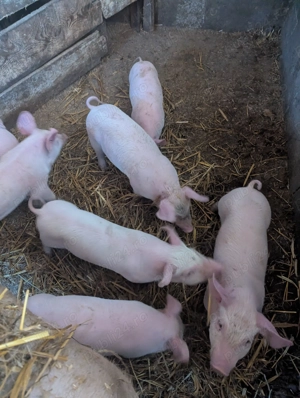 Purcei de 7 Saptamani - imagine 3