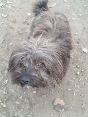 Yorkshire băiat 1 an - imagine 3