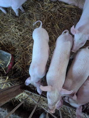 Purcei de 7 Saptamani - imagine 5