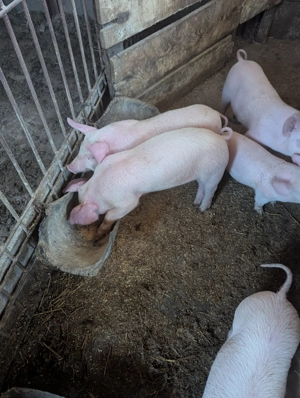 Purcei de 7 Saptamani - imagine 2