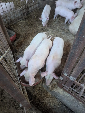 Purcei de 7 Saptamani