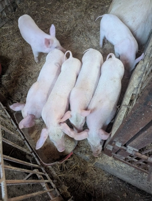 Purcei de 7 Saptamani - imagine 4