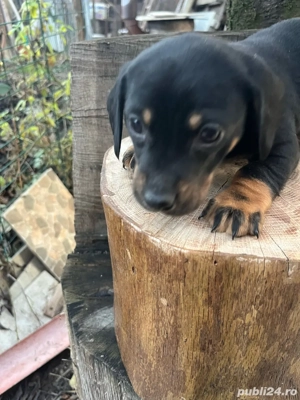 Tekel rasa pura - imagine 3