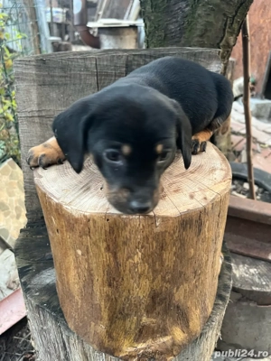 Tekel rasa pura - imagine 2