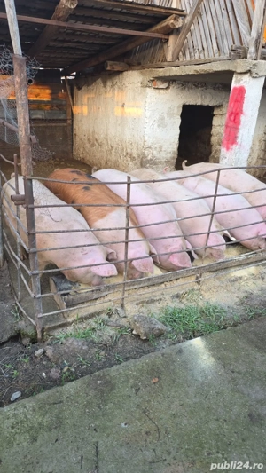 Porci de carne  - imagine 2