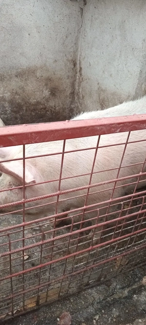 Vand porc 300kg - imagine 3