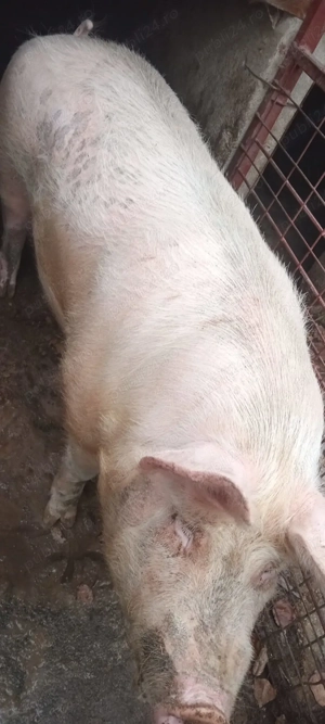 Vand porc 300kg - imagine 2