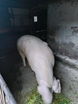 Vand porc aproximativ 230-250 kg