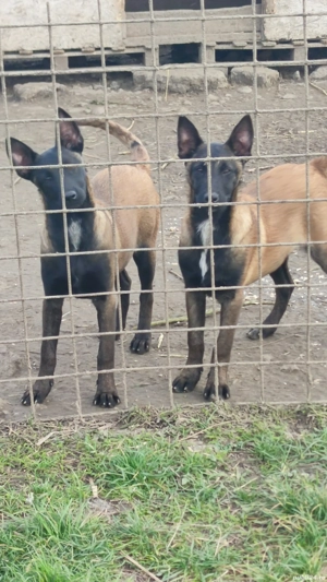 pui ciobanesc belgian malinois - imagine 4