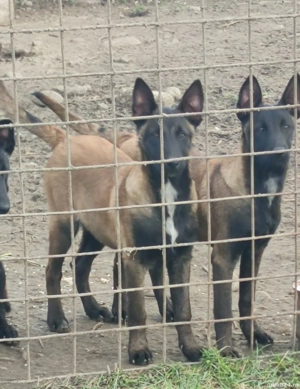 pui ciobanesc belgian malinois - imagine 3
