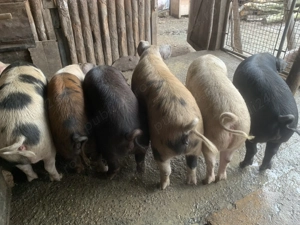 Vand porci 110-120 kg