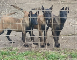 pui ciobanesc belgian malinois - imagine 2