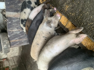 Vand porci 110-120 kg - imagine 2