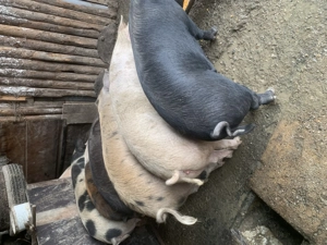 Vand porci 110-120 kg - imagine 3