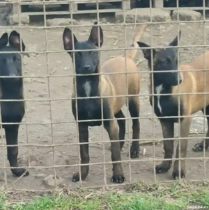 pui ciobanesc belgian malinois