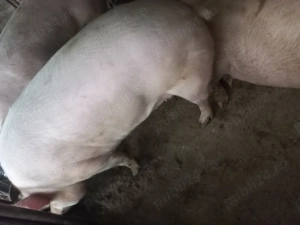 Vânzări porci crescuți in gospodărie  - imagine 2