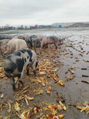 Disponibili porci  - imagine 2