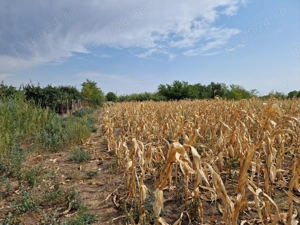 Vând teren intravila Urziceni - imagine 3