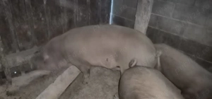 Vând 2 porcii unul la 125 kilograme și unul la 200 k 13 lei kilogramul  - imagine 3