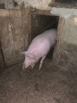 Vând porc 100 kg   17 lei kg - imagine 2