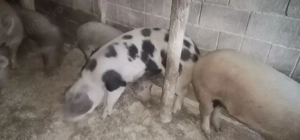 Vând 2 porcii unul la 125 kilograme și unul la 200 k 13 lei kilogramul 