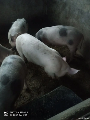 vand porci de rasa 