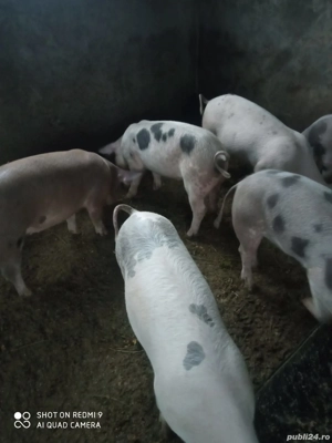 porci pietrean - imagine 2