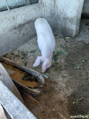 Vand porci  100-120 kg - imagine 5