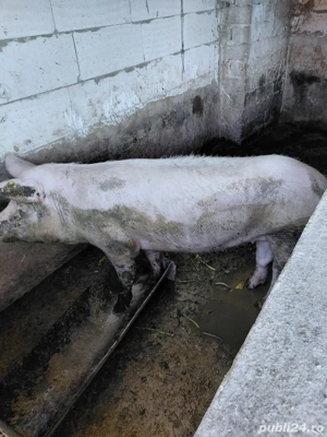 Vand porci  100-120 kg - imagine 4