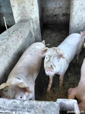 Vand porci  100-120 kg - imagine 3