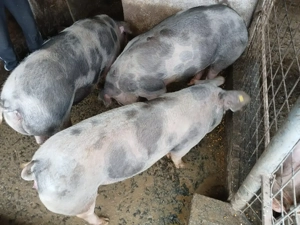 Vând porci rasa pietran cu marele alb - imagine 2