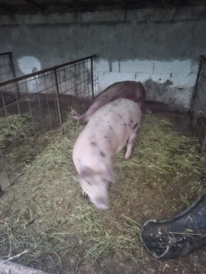 De vânzare 2 scrofițe  - imagine 2