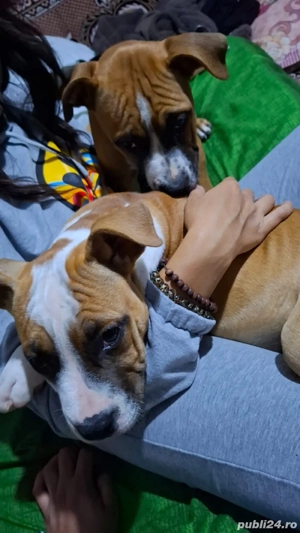 amstaff rasa pura - imagine 3