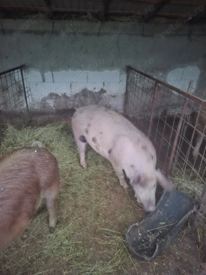 De vânzare 2 scrofițe  - imagine 4