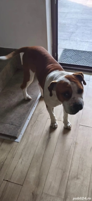 amstaff rasa pura - imagine 4