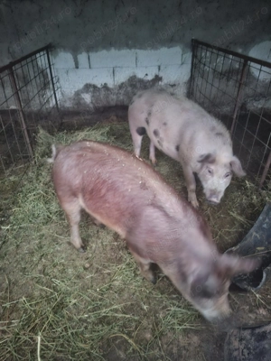 De vânzare 2 scrofițe 