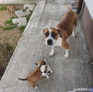 amstaff rasa pura - imagine 2