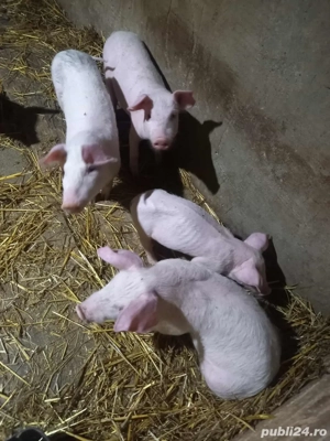 purcei 500lei bucata - imagine 3