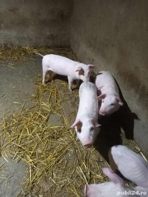 purcei 500lei bucata