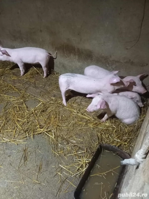 purcei 500lei bucata - imagine 2