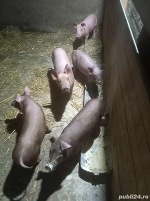 purcei 500 lei bucata