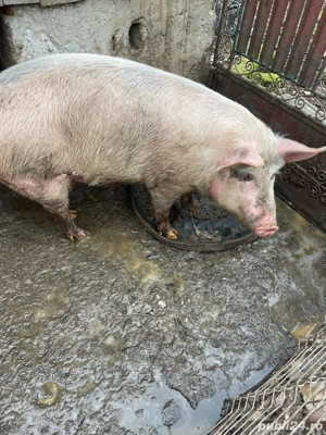 de vanzare purcea  - imagine 3