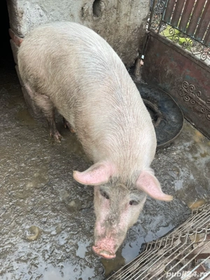 de vanzare purcea  - imagine 2