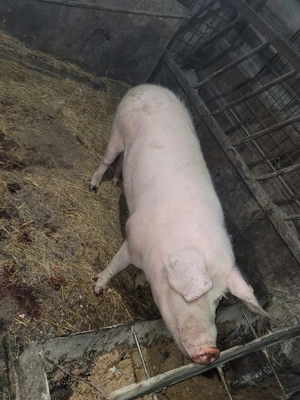 Vând Porc  - imagine 2