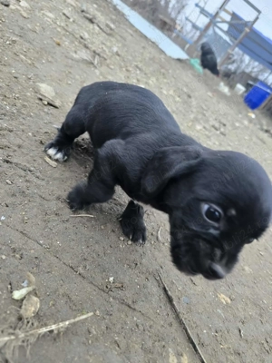 Teacker 2 fetite Jucause - imagine 3