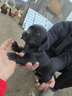 Teacker 2 fetite Jucause - imagine 2