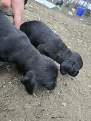 Teacker 2 fetite Jucause - imagine 4