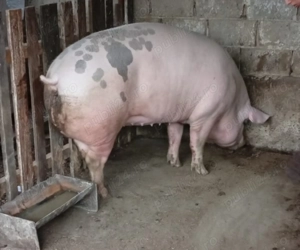 Vând purcea de circa 300 kg